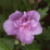 Hibiscus syriacus 'Ardens'.png